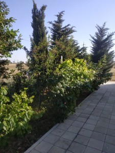image 366414
