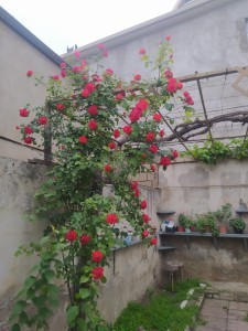 image 373490
