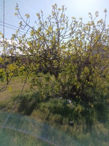 image 374068