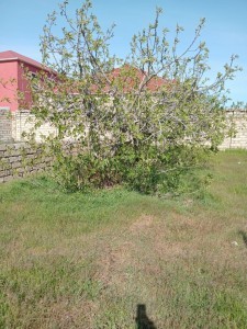 image 374068