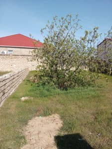 image 374075