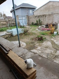 image 374974
