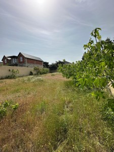 image 375786