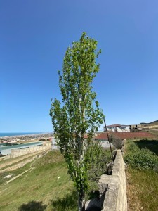 image 376975