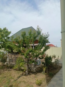 image 377035