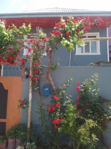 image 377327