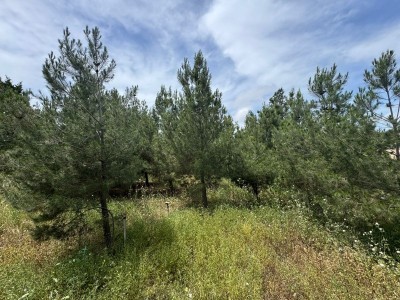image 377586